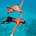 Hamata island- snorkeling